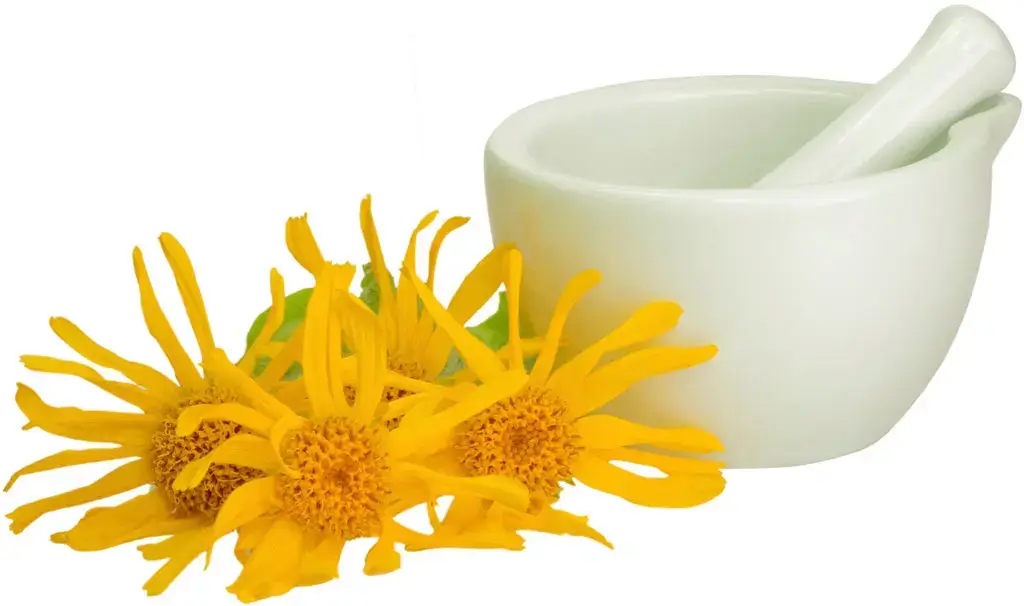 Arnica The Discovery of a Powerful Healing Plant