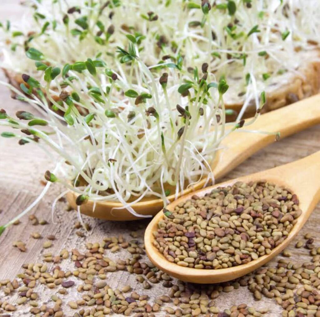 The Power of Alfalfa: A Comprehensive Guide to its Benefits