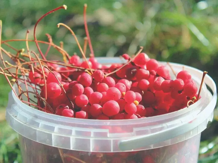 the Health Benefits of Schisandra The Power of a Little Red Berry