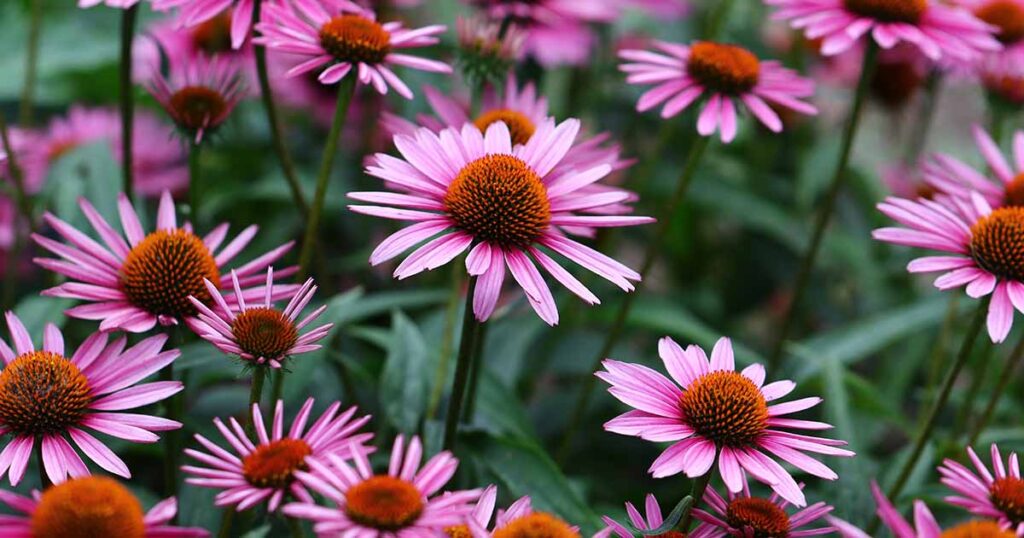 Echinacea A Plant with a Rich History and Modern Health Benefits