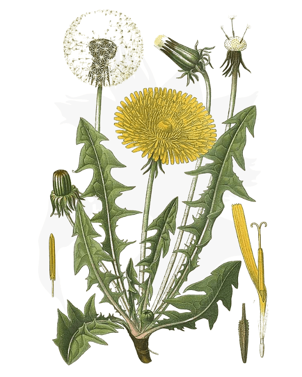 Dandelion Nature's Wonder Herb