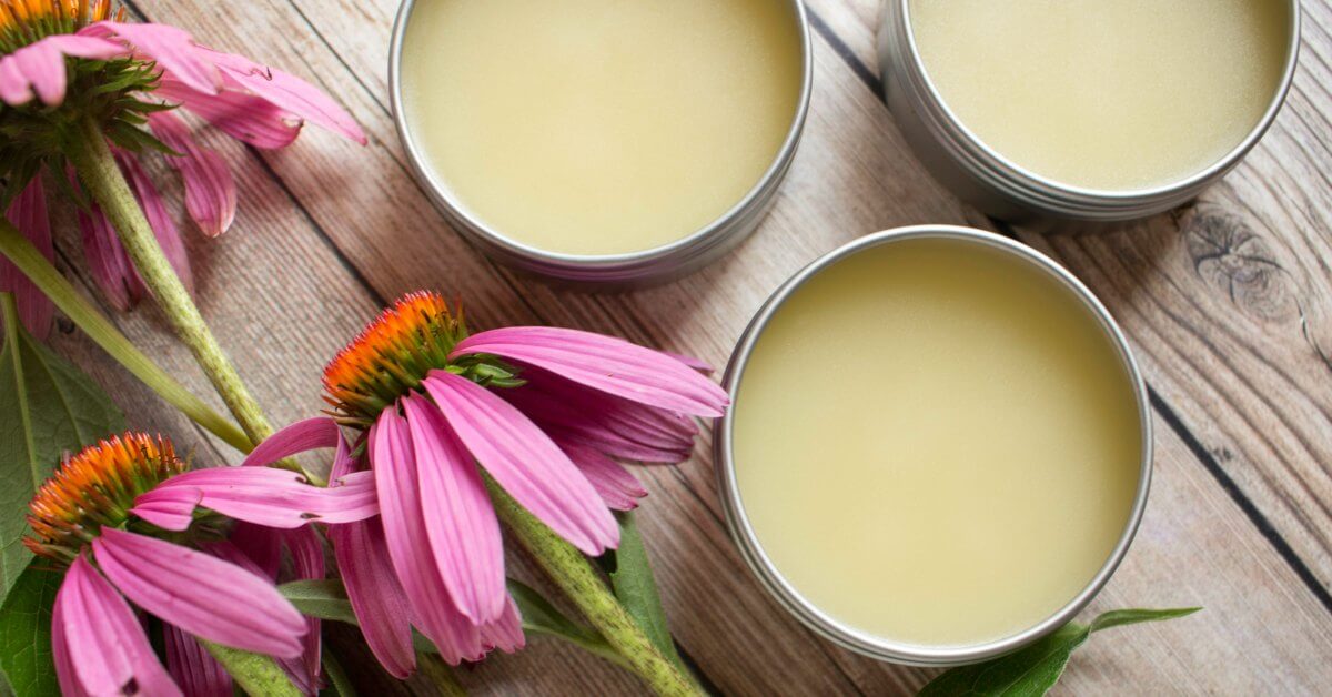 Echinacea A Plant with a Rich History and Modern Health Benefits