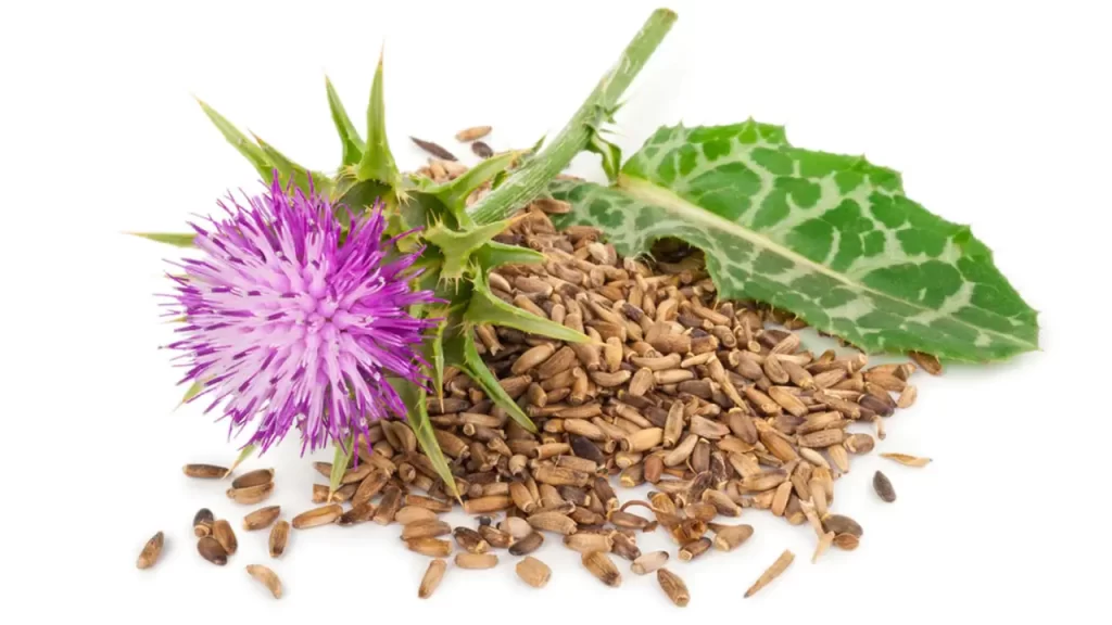 The Power of Milk Thistle Exploring its Health Benefits