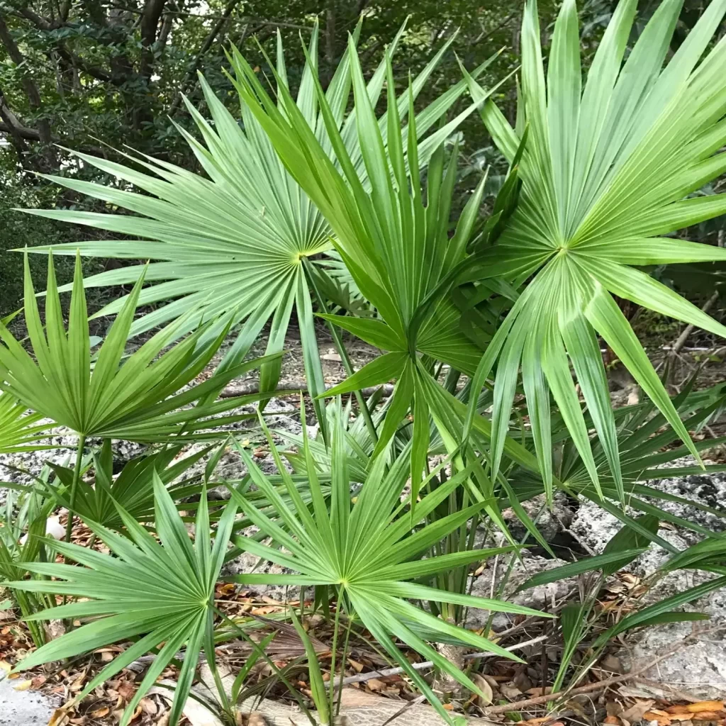 Saw Palmetto Nature's Solution for Prostate Health