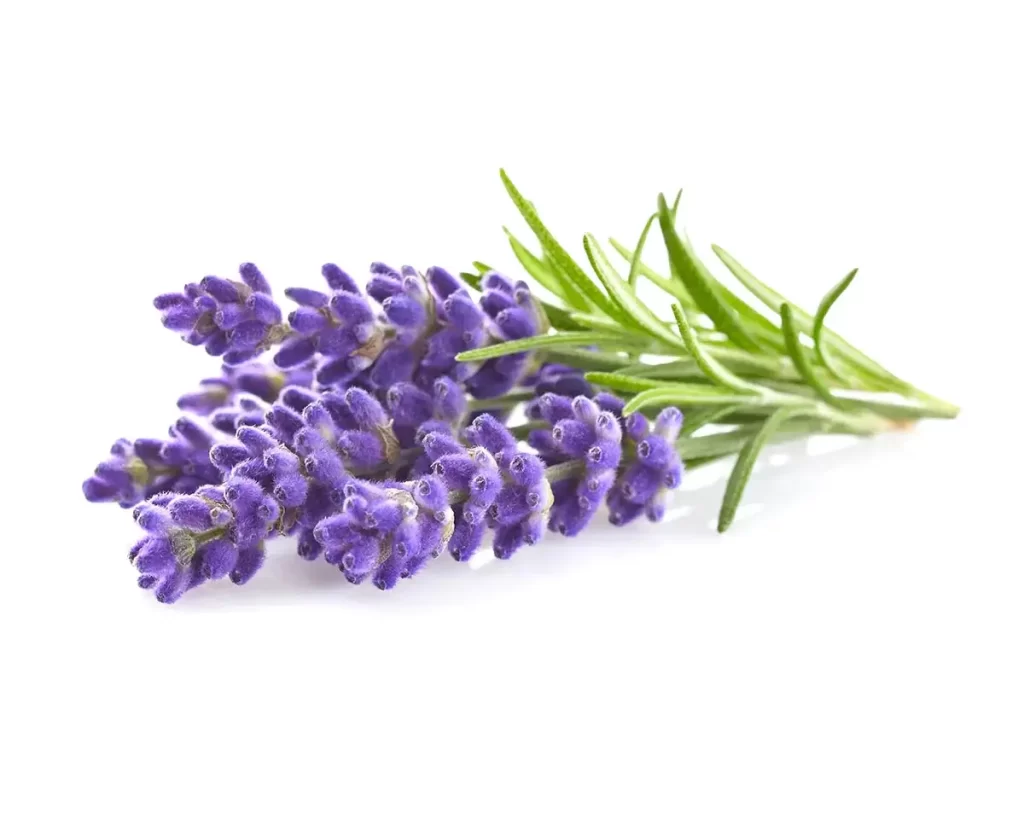Lavender More Than Just a Fragrant Flower
