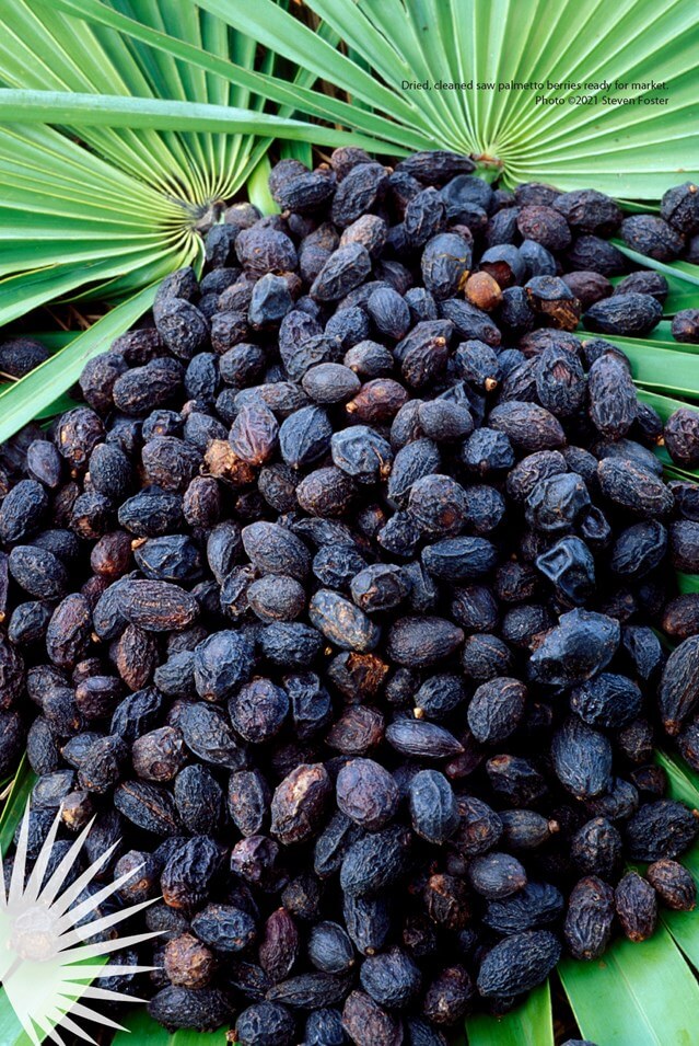 Saw Palmetto Nature's Solution for Prostate Health