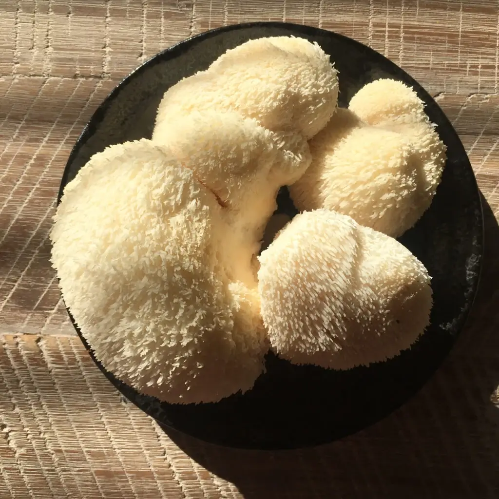 Lion's Mane Mushroom Supports a Healthy Immune System