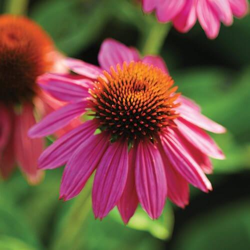 Echinacea A Plant with a Rich History and Modern Health Benefits

