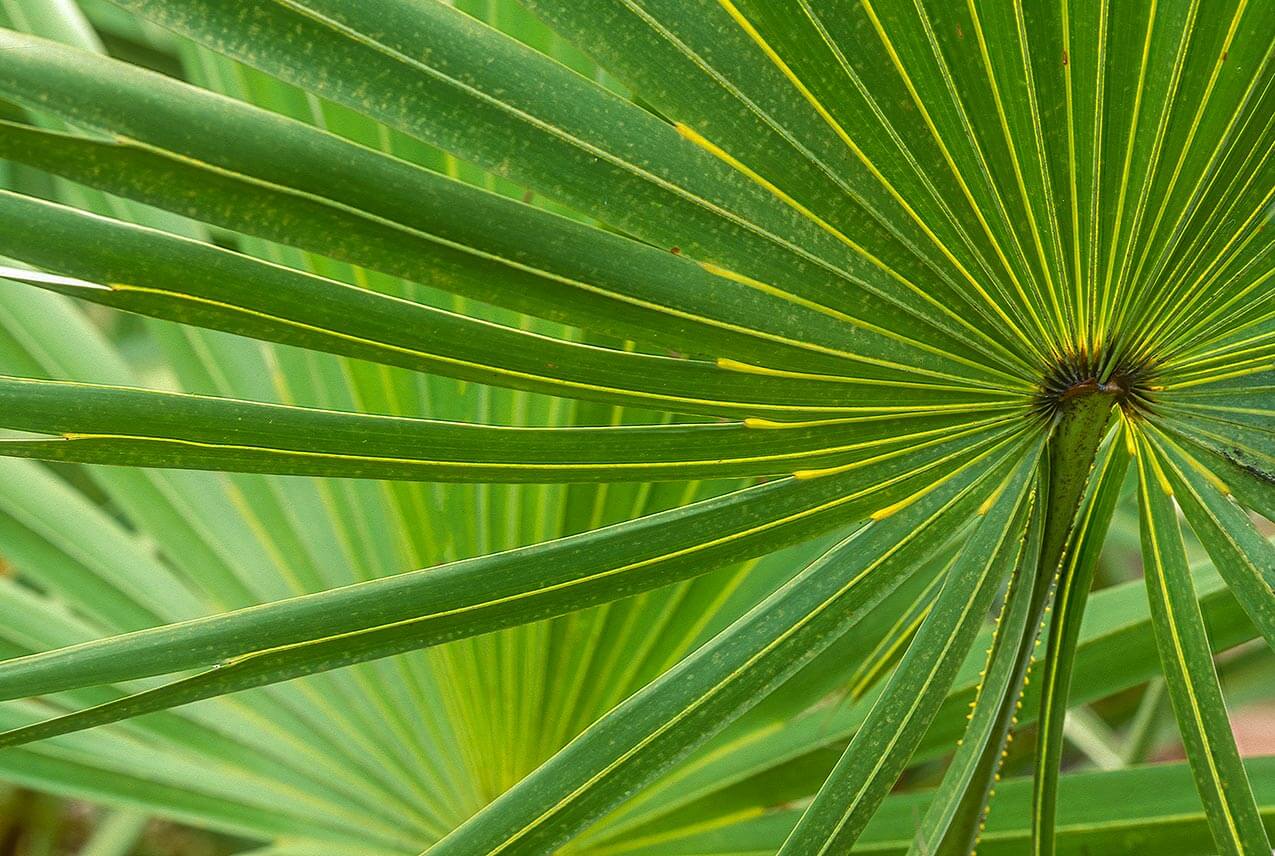 Saw Palmetto: Nature's Solution for Prostate Health