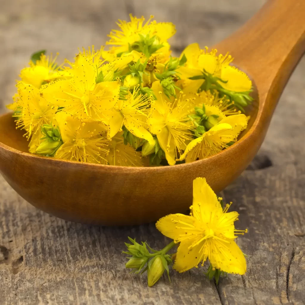St. John's Wort The Benefits and Risks Explained