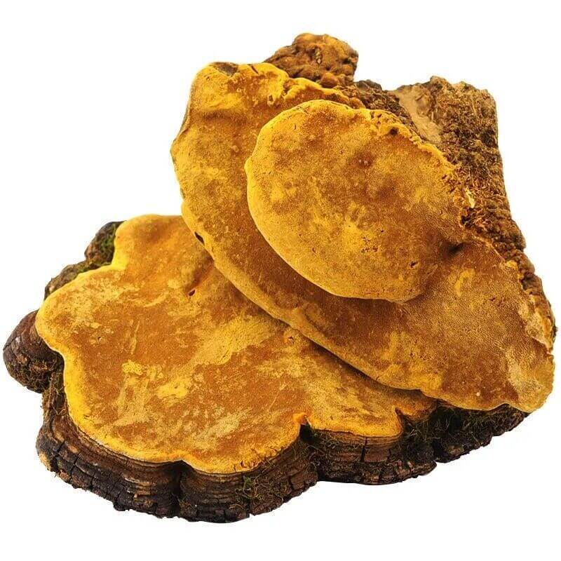 Meshima mushroom, all benefits, core ingredients and any useful information