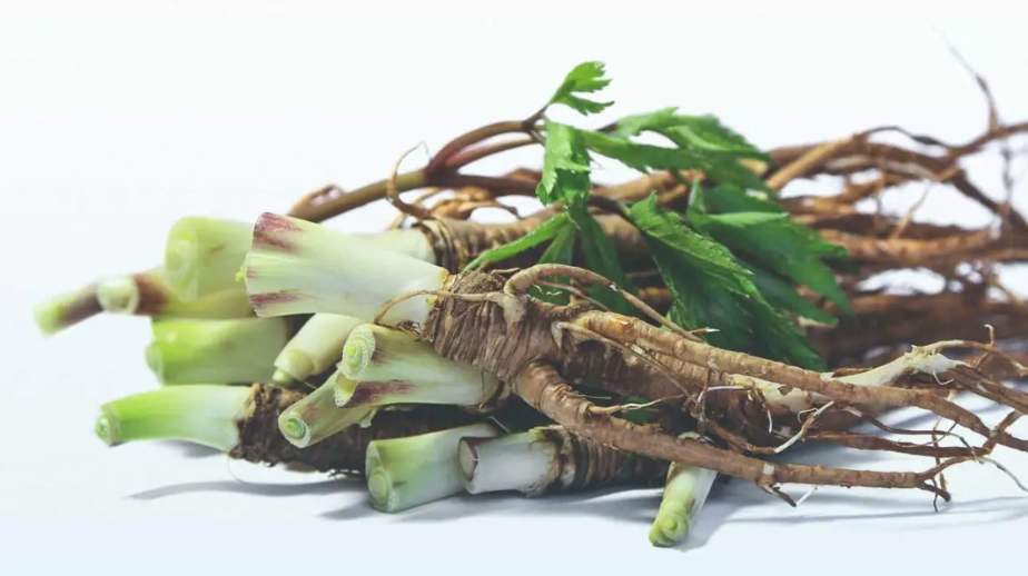 Health benefits of Dong Quai aka Angelica sinensis