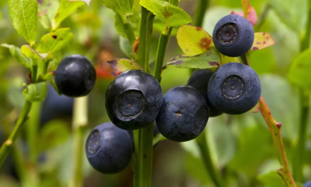 Benefits of Bilberry Supplements for Health