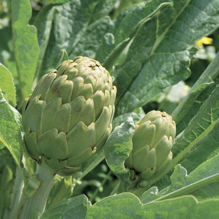The Health Benefits of Eating Artichokes