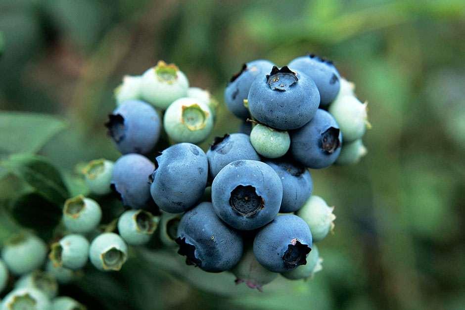 Why Blueberries are Considered a Superfood