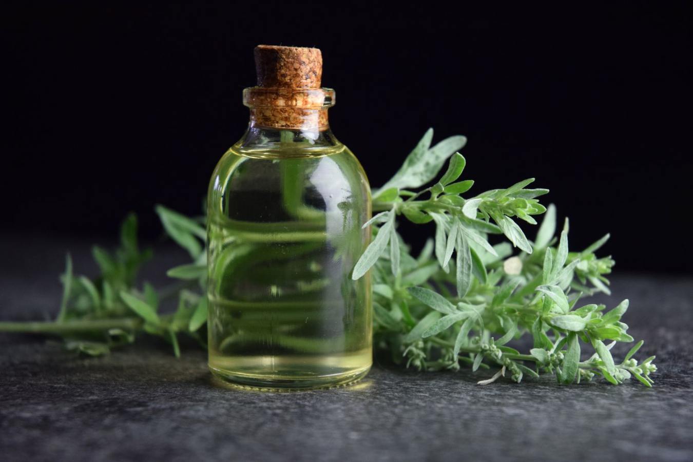 Wormwood and Its Many Uses in Traditional Medicine