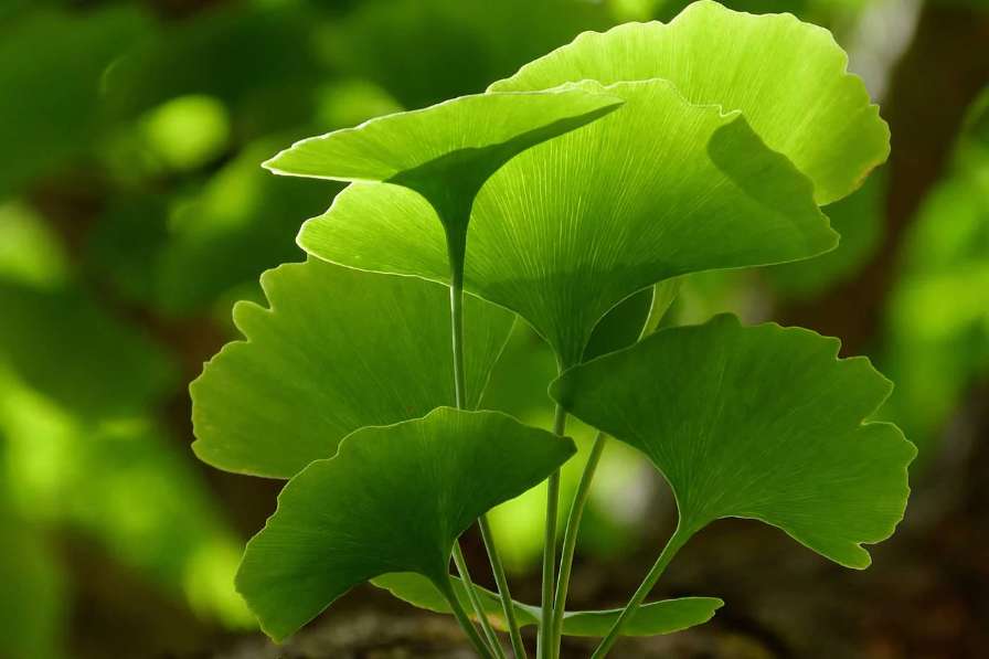 Unlocking the Benefits of Ginkgo Biloba leaf