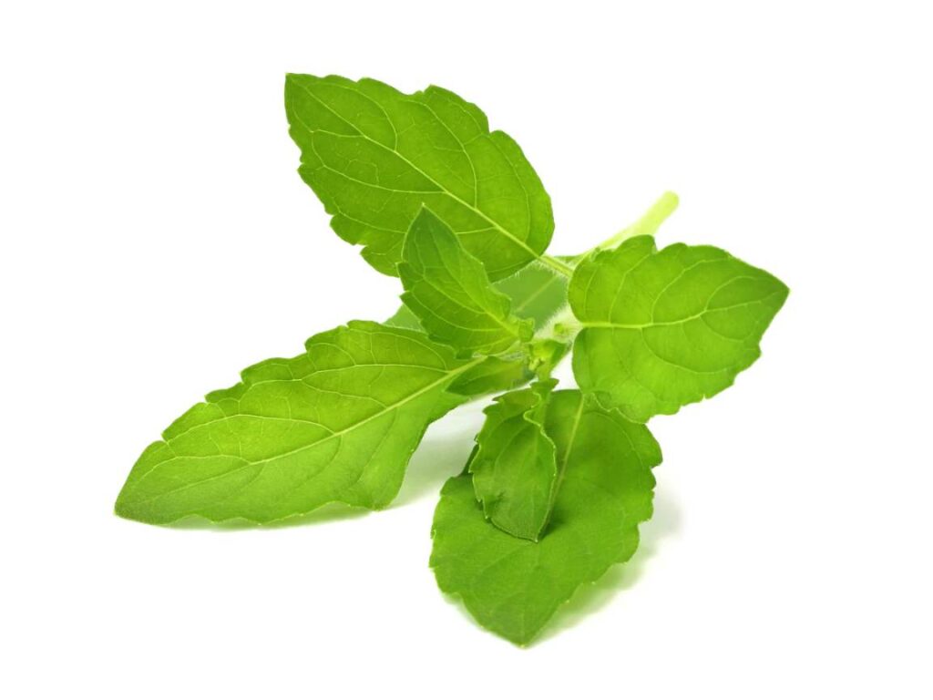 the Health Benefits of Holy Basil