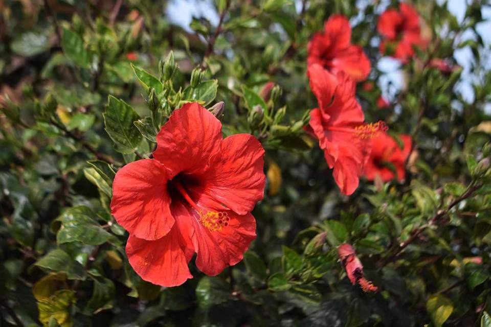 Hibiscus as a Natural Remedy for Your Health