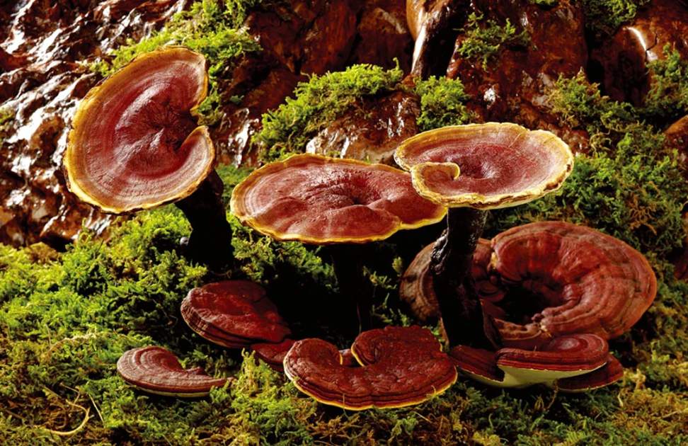 Benefits Uses and Dosage of Reishi Mushroom
