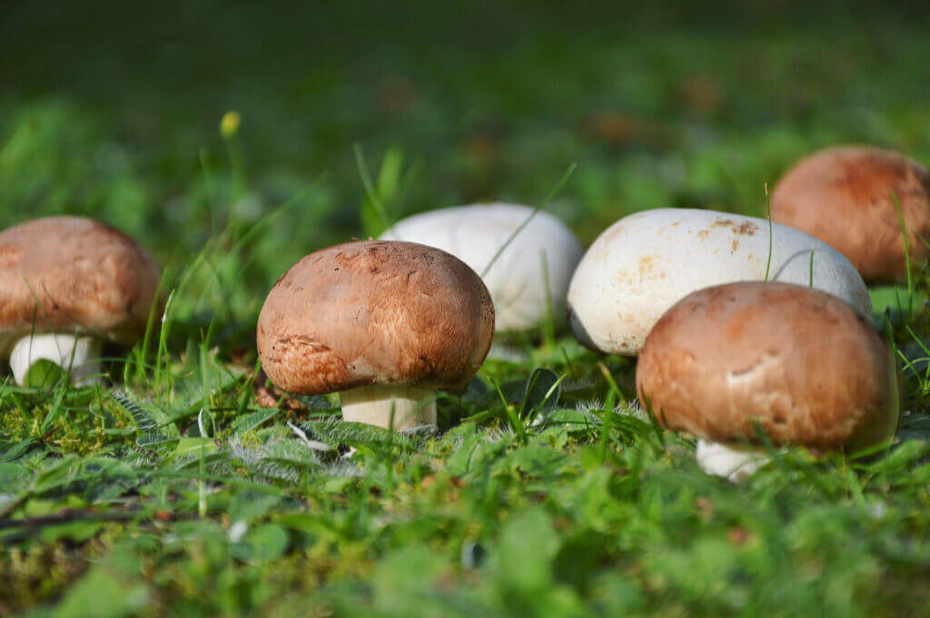 Agaricus Blazei The super food for your health
