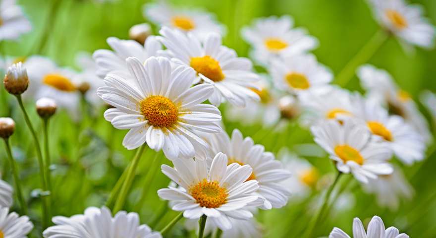 Chamomile, flower as a gift from nature