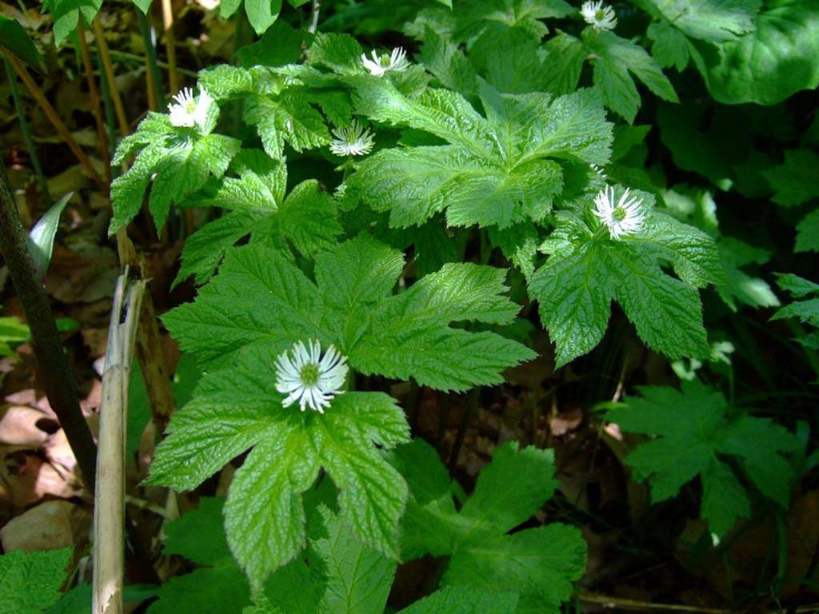 The Benefits of Goldenseal for Cold and Flu Season