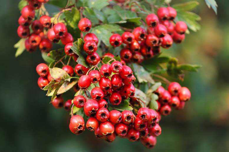 The health benefits of Hawthorn: A natural remedy