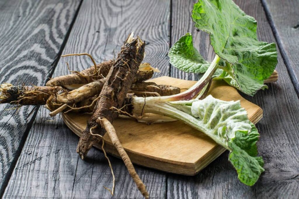 Unleashing the Healing Powers of Burdock Root how to cook