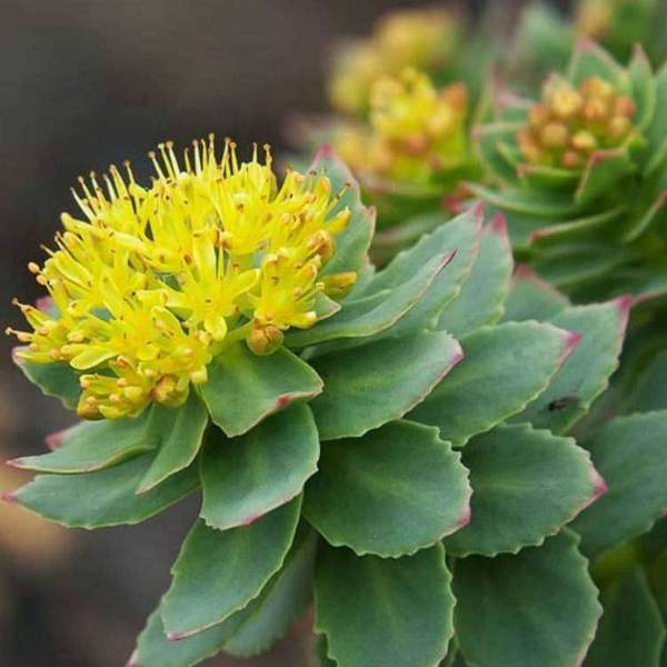 The Benefits of Rhodiola for Mental Clarity and Focus