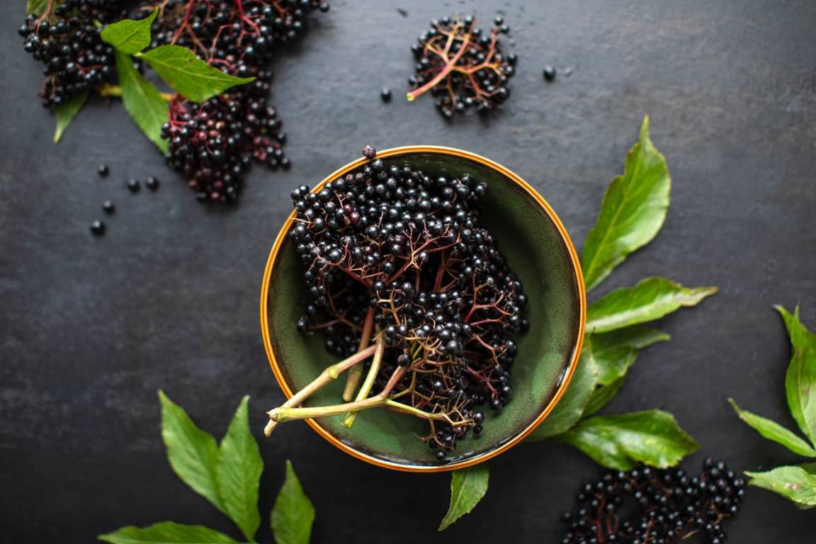 The Healing Properties of Elderberry