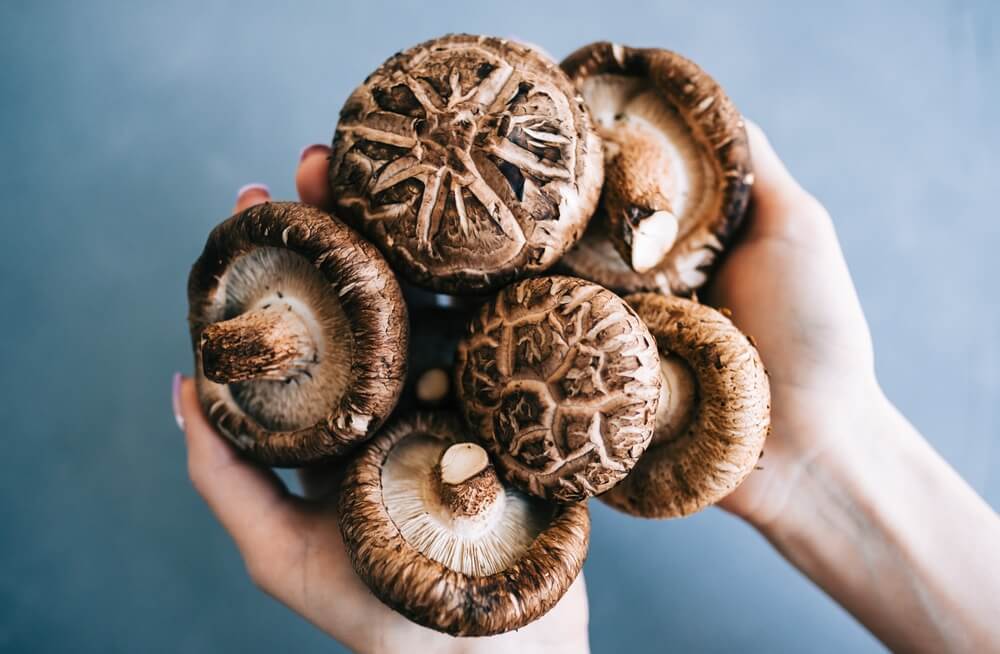 Shiitake Mushrooms and Immune Function