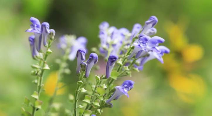 Health benefits of Skullcap, and side effects and uses