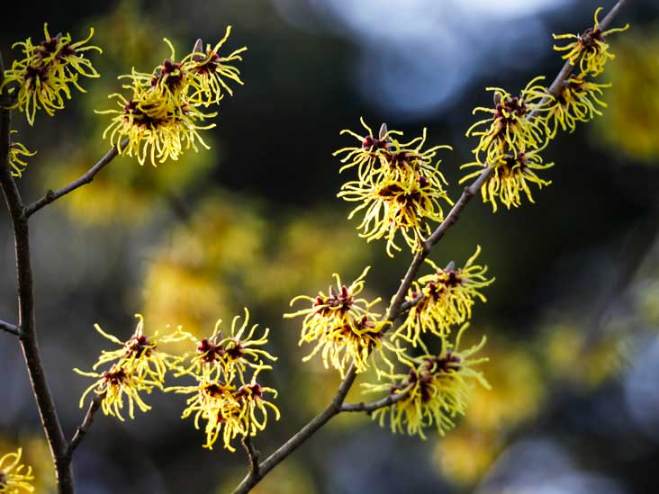 Traditional Herbal Remedy of Witch Hazel