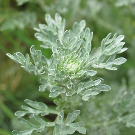 Wormwood and Its Many Uses in Traditional Medicine 